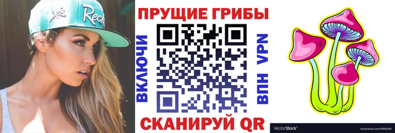 как найти закладки Юрьев-Польский Псилоцибиновые грибы Cubensis